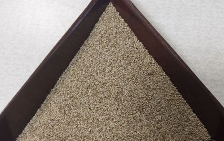 Элитные семена тимофеевки луговой Ленинградская 204 проверили специалисты