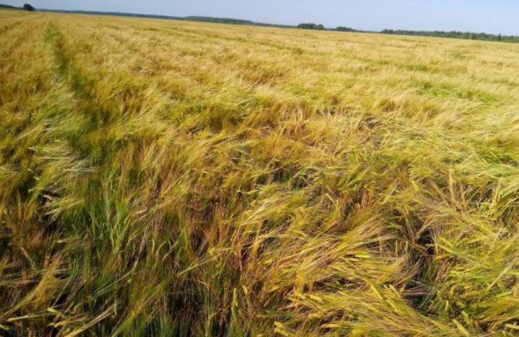 Какие сорта ярового ячменя стали самыми популярными в 2025 году в Свердловской области