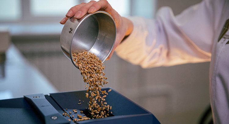 Свыше 84% урожая мягкой пшеницы в Алтайском крае относится к продовольственному классу