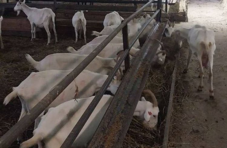 Ветеринары проверили здоровье 471 козы в КФХ из Подмосковья