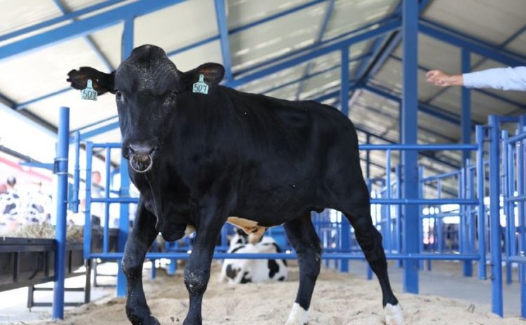 Высокоценных быков-производителей доставили в АО «Чувашское»