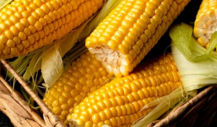 Кукуруза на орошаемых участках Ставропольского края показала самую высокую урожайность