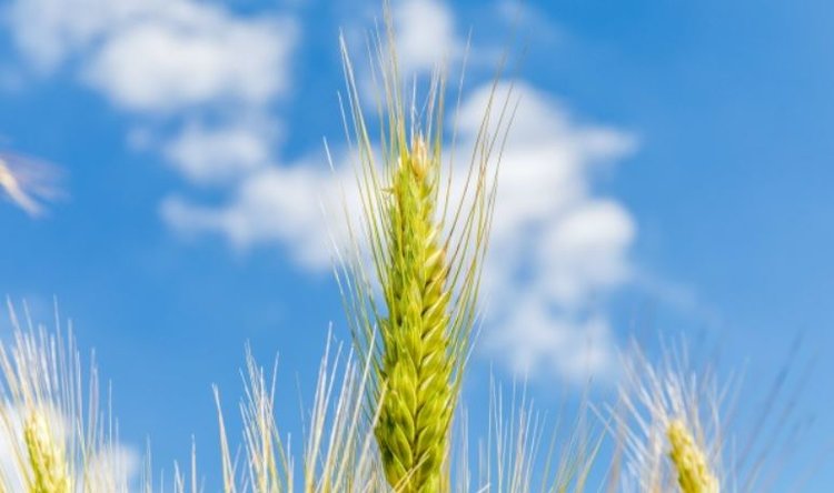 Эффективные формулы для органических и минеральных удобрений выводят белгородские ученые