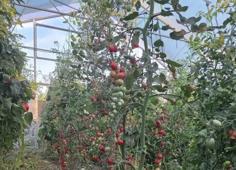 В модульной туннельной теплице ставропольский фермер собрал первый урожай томатов