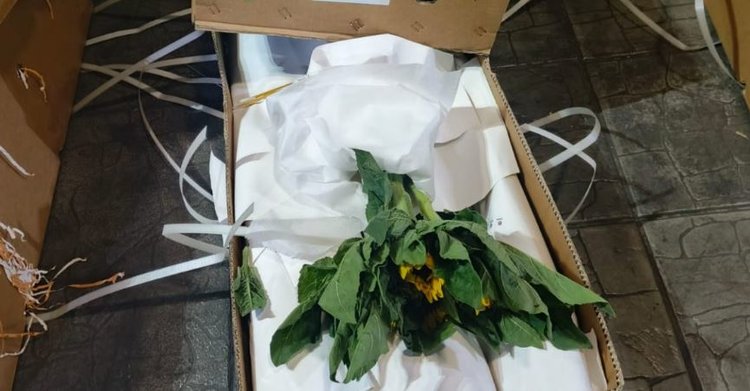 Завоз вредных трипсов в Россию продолжается: Россельхознадзор держит оборону