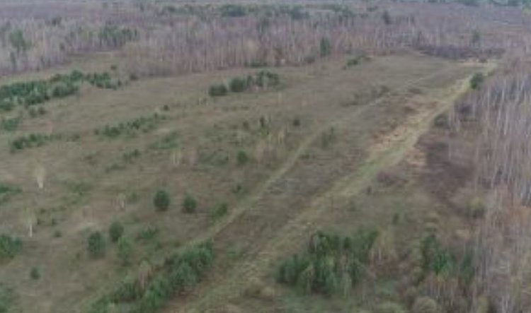 Горожанин набрал 50 сельхозучастков и вырастил на них лес с сорняками