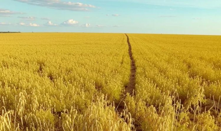 Агростраховщики НСА обеспечили защитой 15,3 млн га посевов под урожай 2025 года в 71 регионе РФ