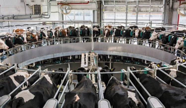 ДНР внедряет цифровые технологии в молочное животноводство