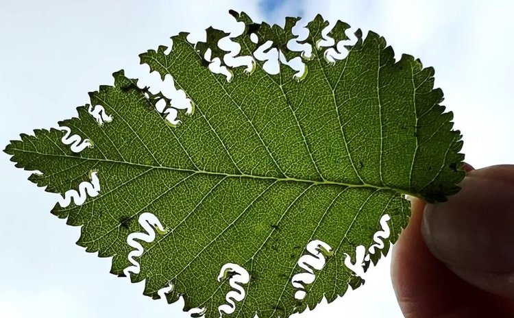 Вязовый зигзигообразный пилильщик расширяет круг хозяев и становится особо опасным - фото