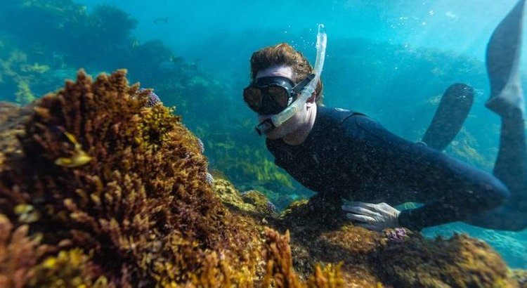 Австралия запускает новую аграрную отрасль – выращивание морских красных водорослей