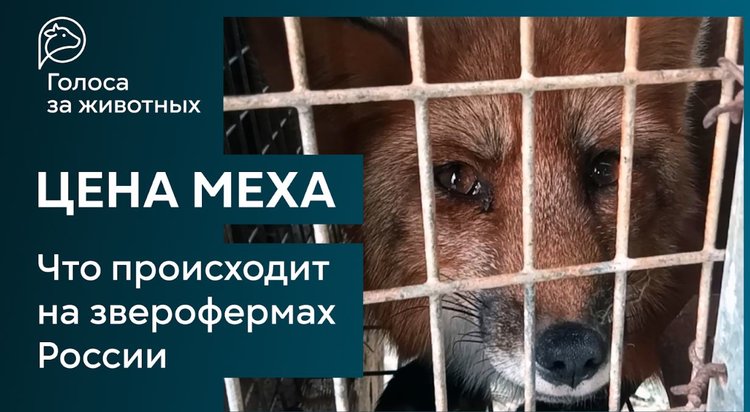Звероводство на перепутье. Фильм «Цена меха» высветил шокирующую жестокость