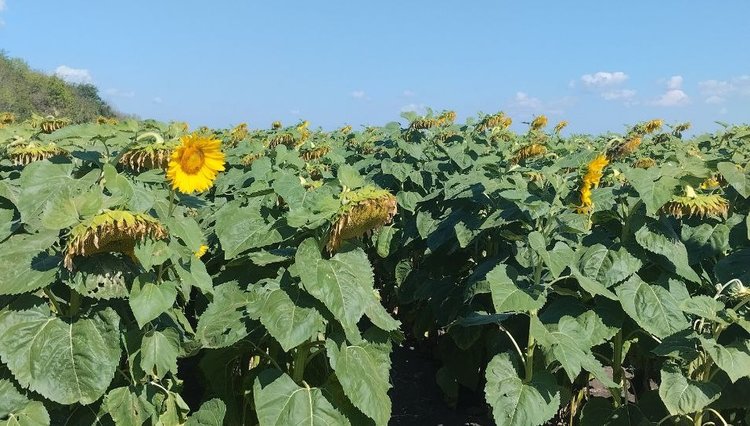 В Волгоградской области успешно протестировали удобрение с двумя формами серы