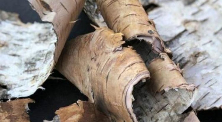 С какими странами торгует Удмуртия берестой и сосновым корнем