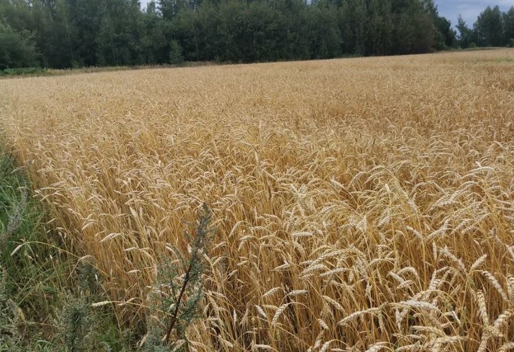 В Орловской области насчитывается свыше 3 200 единиц сельхозтехники, подключенной к системе ГЛОНАСС