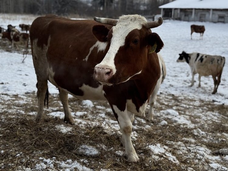 Начинающим фермерам в Красноярском крае выделяют более 100 млн рублей на развитие - фото