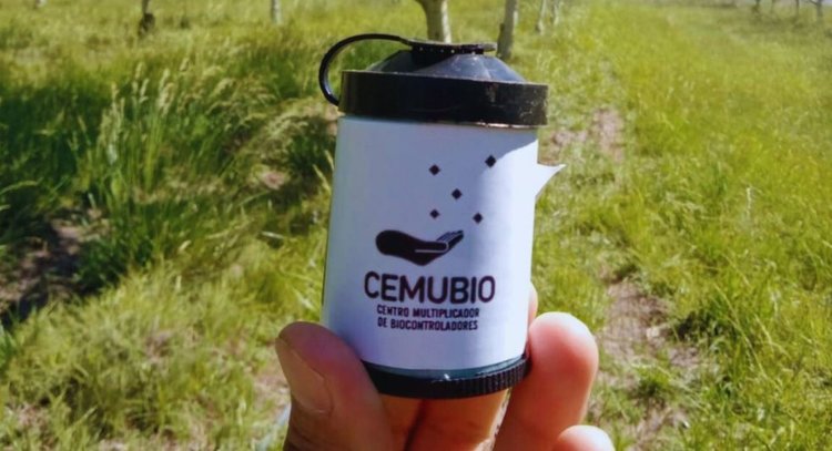 Первый экспорт средств биологической защиты плодовых деревьев от плодожорок отметила Аргентина