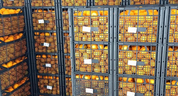 Горячий мандариновый сезон в ОП «Владикавказ»: проверено свыше 9 тысяч тонн мандаринов