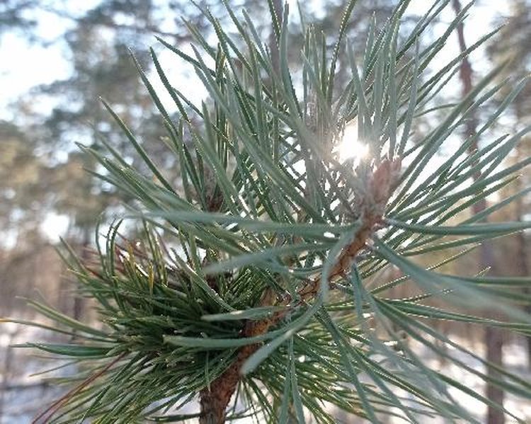 Хвойники в волгоградских лесах под Новый год охраняют при помощи квадрокоптеров