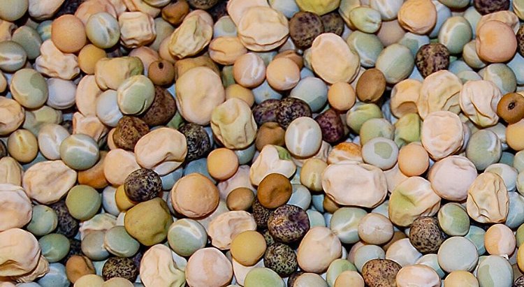 Ученые возрождают старые сорта гороха благодаря огромной коллекции семян и с помощью ИИ 