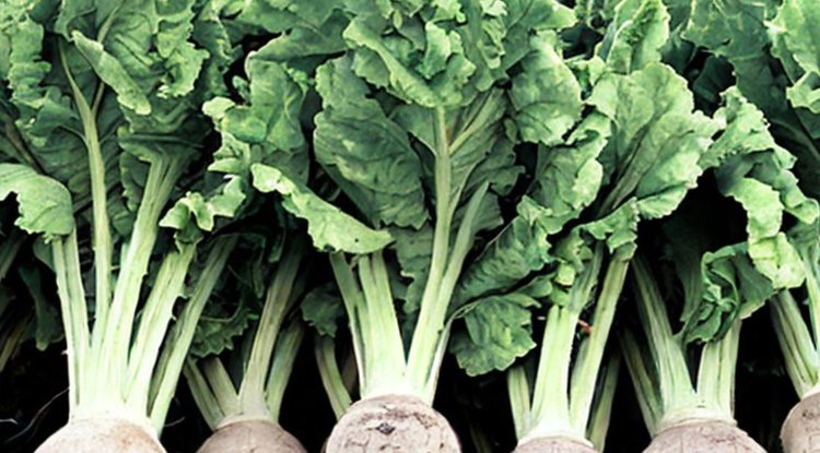 Микробиологические удобрения способны повышать урожайность сахарной свеклы