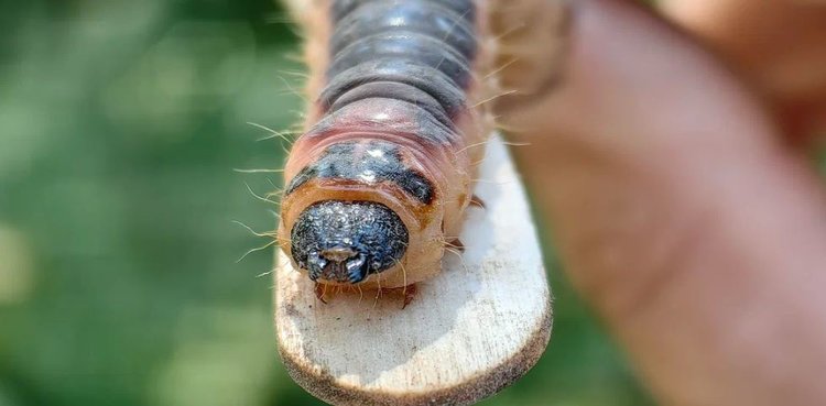 Гибрида двух опаснейших вредителей леса создали российские ученые: зачем?