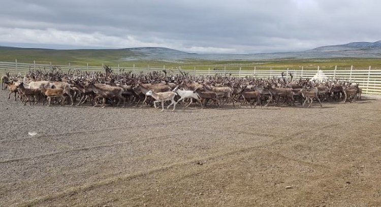 Подсчет северных оленей с помощью дронов и искусственного интеллекта – опыт Норвегии