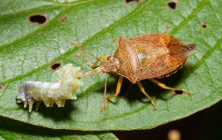 Феромоны самого колорадского жука должны помочь в борьбе с этим злостным вредителем картофеля - фото