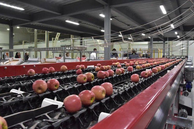 Кубанские фруктохранилища могут одновременно вместить до 420 тысяч тонн фруктов