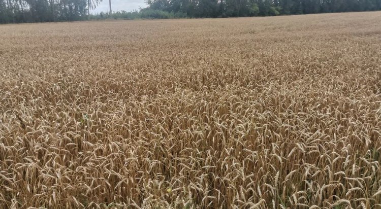 Тем, кто сомневался в зерновом потенциале Челябинской области, губернатор указал на рекордный урожай 2025