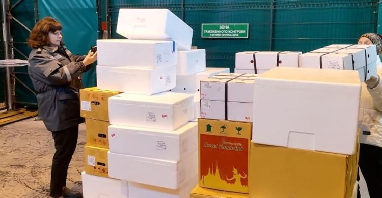 Восхитительные пеларгонии приморского цветовода известны и в Сеуле