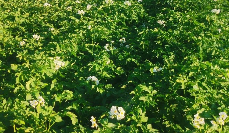 Отечественным сортам картофеля уделяется особое внимание в Вологодской области