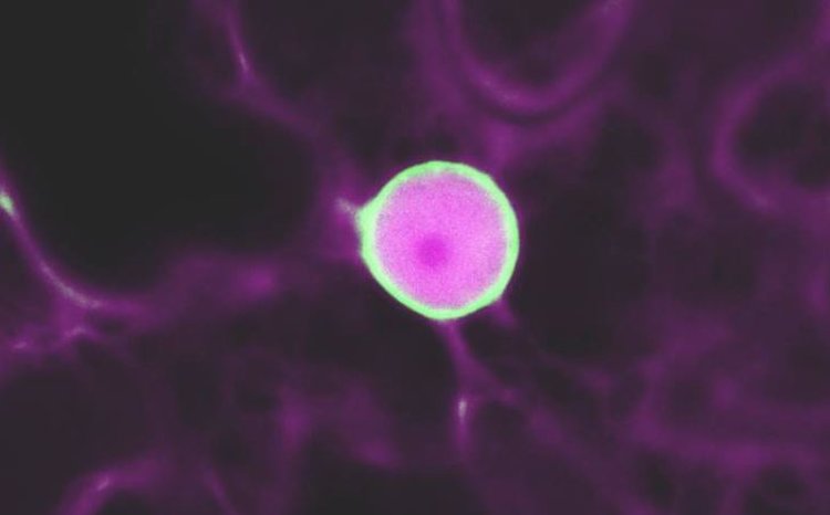 «Скоростной сканер» позволяет одновременно тестировать тысячи генных переключателей растений - фото