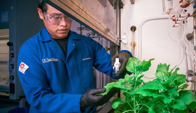 Для защиты растений от болезни и засухи предложена распыляемая пленка