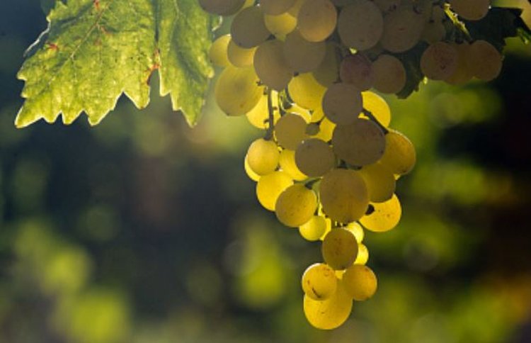 Российские виноградари за пятилетку нарастили производство на треть - фото