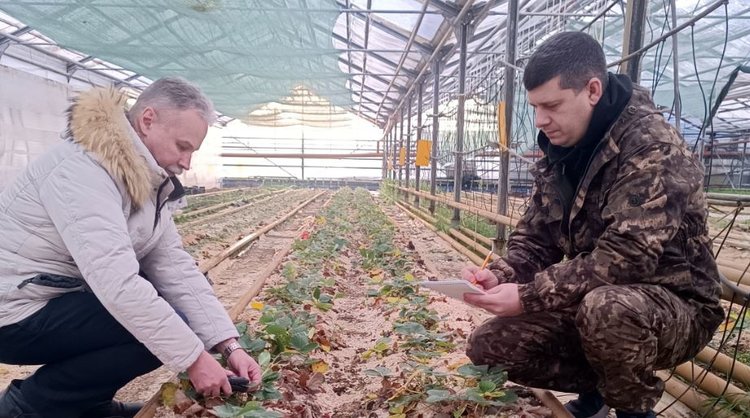 Обработку сельхозкультур горячим туманом препаратов исследуют российские ученые - фото