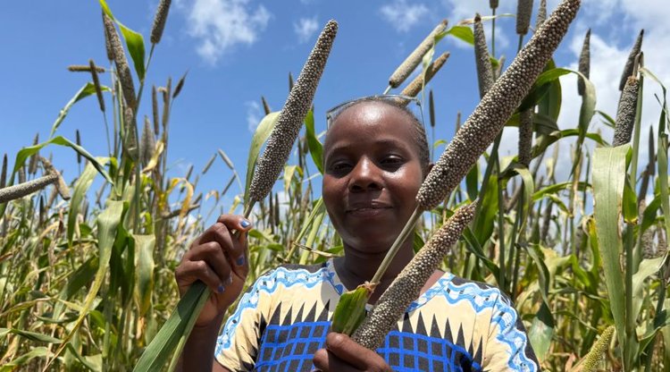 ICRISAT выпускает первый в истории обогащенный биоресурсами сорт проса для Зимбабве и региона Восточной и Южной Африки