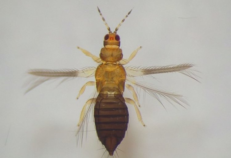 Биоконтроль не помог справиться с трипсом в этом году в испанской Андалусии - фото