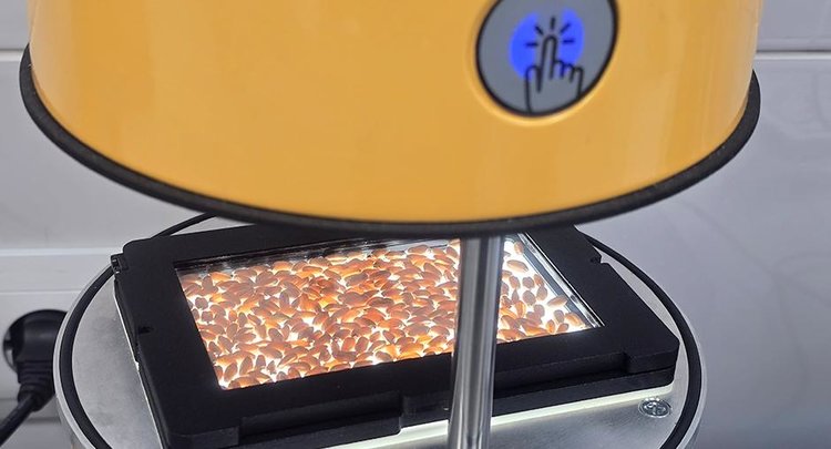 О качестве подмосковной пшеницы 2025 рассказали в ЦОК АПК - фото