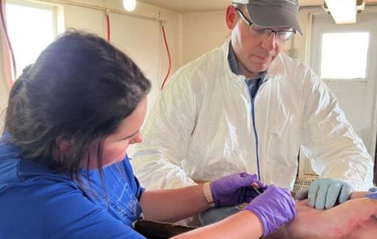 Обезболивающий микроигольчатый пластырь для свиней: доказательства концепции - фото