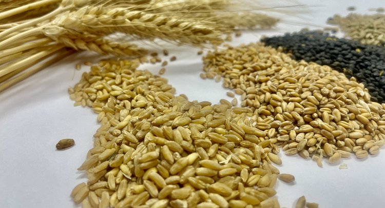 Пшеница 2025 в Омской области получила оценку качества