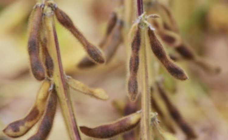 Урожай сои 2025 в России на 30 процентов превысит прошлогодний - фото