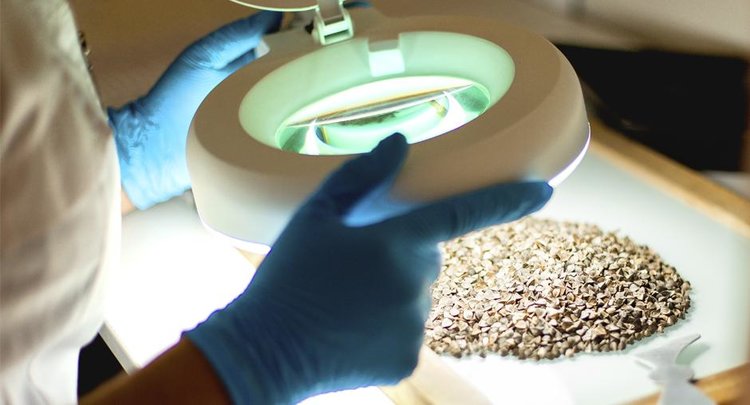 Гречиха в Волгоградской области дала среднюю урожайность в 8,1 центнера с га - фото