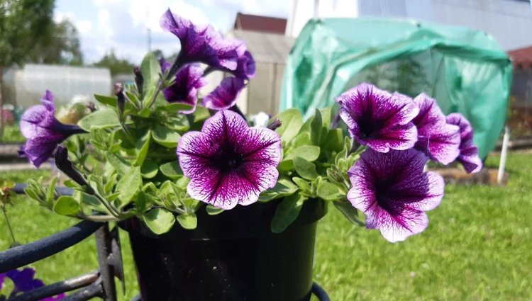 Садоводство 2026: 10 трендов, меняющие дачный сезон - фото