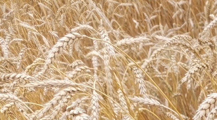 Аргентина может перейти на азотные наноудобрения собственного производства - фото