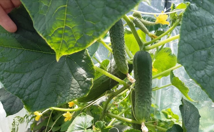 Дачное овощеводство-2026: в тренде экономия и полезные урожаи - фото