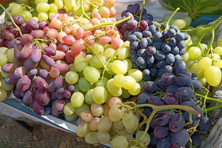 Из страдающей лозы виноградари Ростовской области произведут уникальные вина  - фото