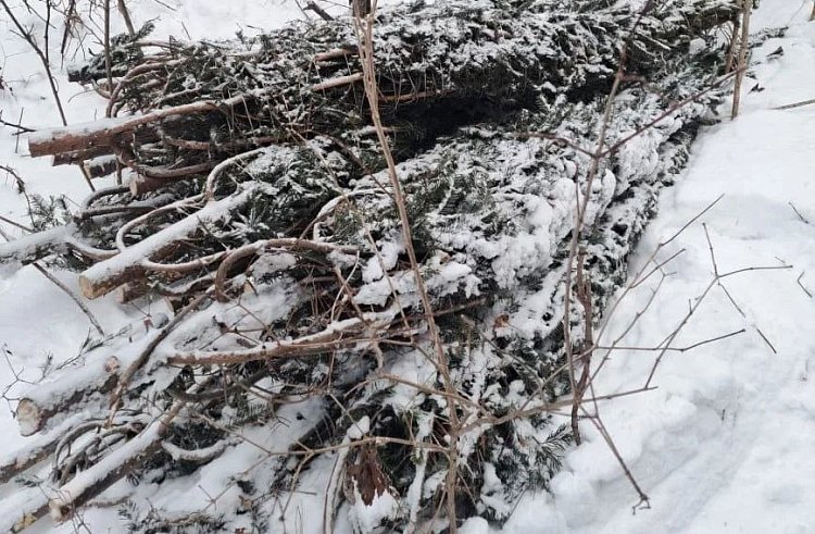 За неделю приморские браконьеры нарубили новогодних елок на 2,4 млн рублей ущерба - фото