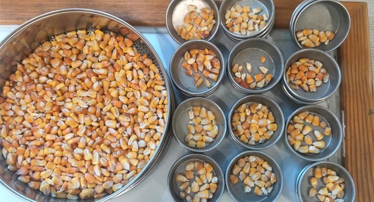 Оценку качества приморской кукурузы 2025 дали специалисты ЦОК АПК 