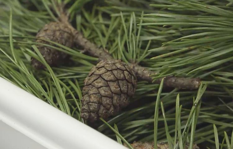 Рождественские деревья исследуют в Брянской испытательной лаборатории ФГБУ «ВНИИЗЖ» - фото