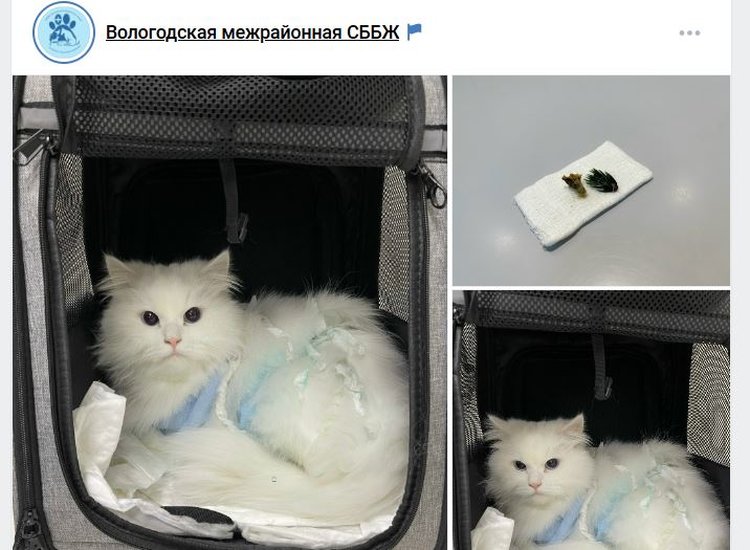 Первый пострадавший от новогодней елки 2026 кот спасен вологодскими ветеринарами